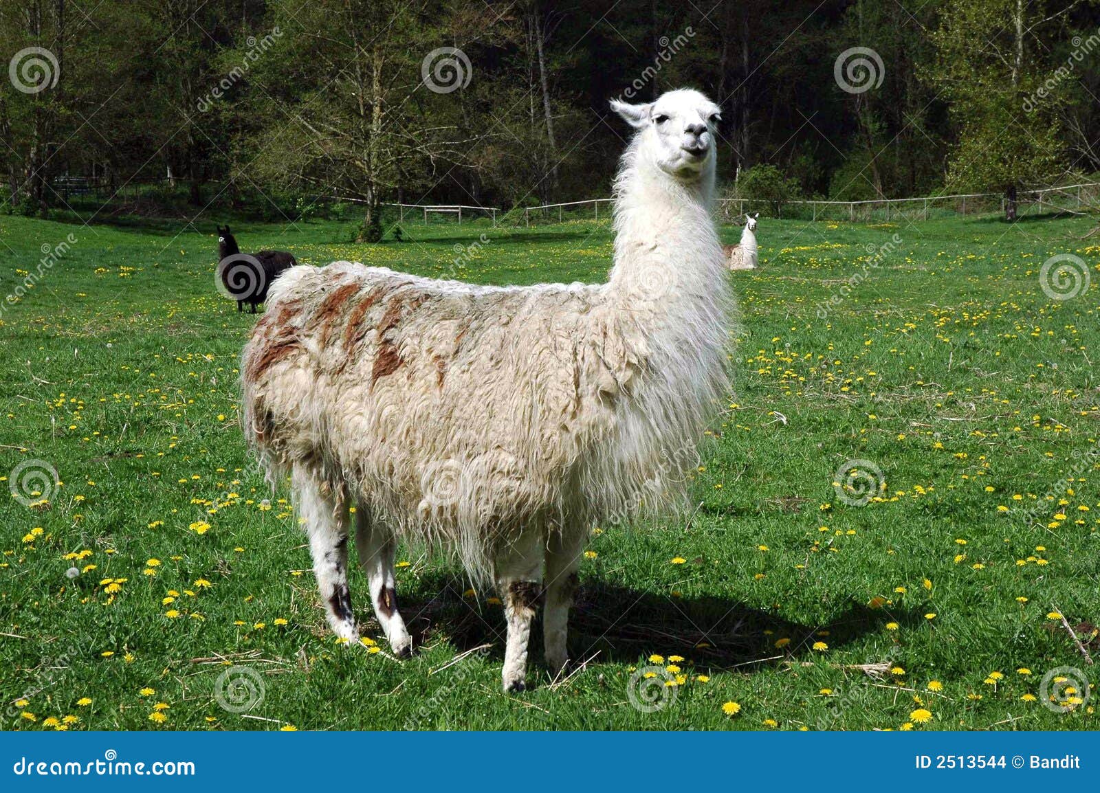 llama