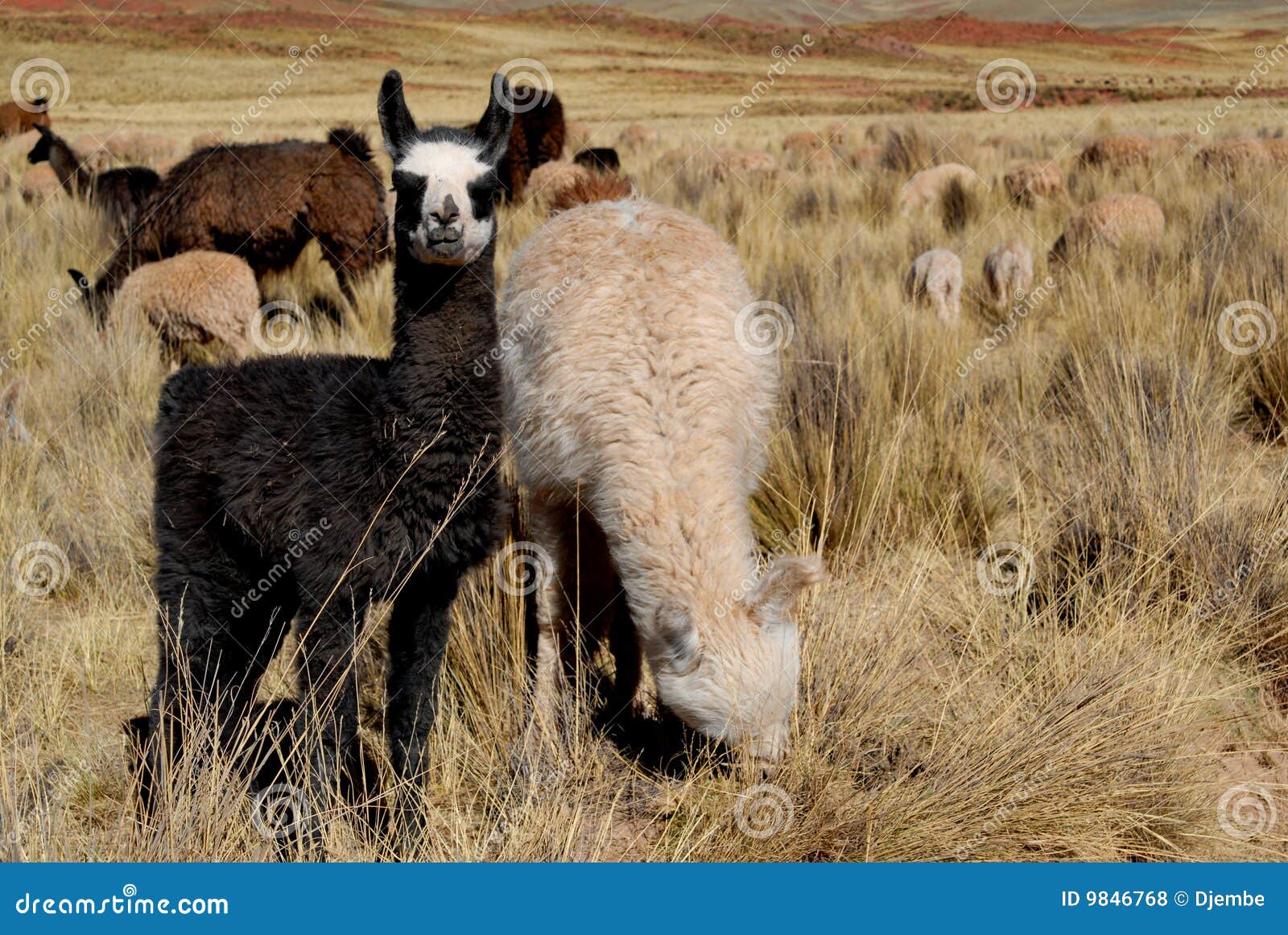 Llama stock photo. Image of animal, animals, america, package 9846768