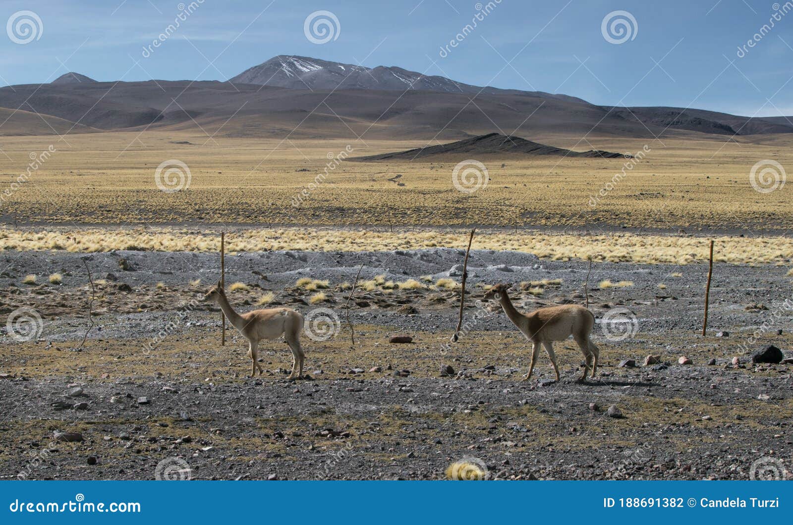 llama in argentina