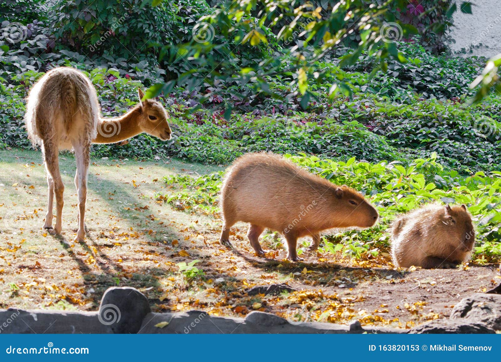 Llama and Capybara - Animal Symbols of South and Latin America Graze  Peacefully on a Green Lawn Stock Image - Image of alpaca, amazon: 163820153