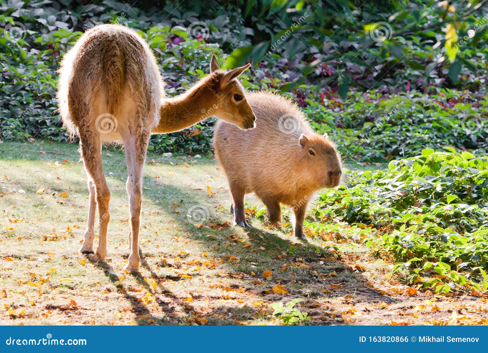 Llama and Capybara - Animal Symbols of South and Latin America Graze  Peacefully on a Green Lawn Stock Photo - Image of sunset, lace: 163820866