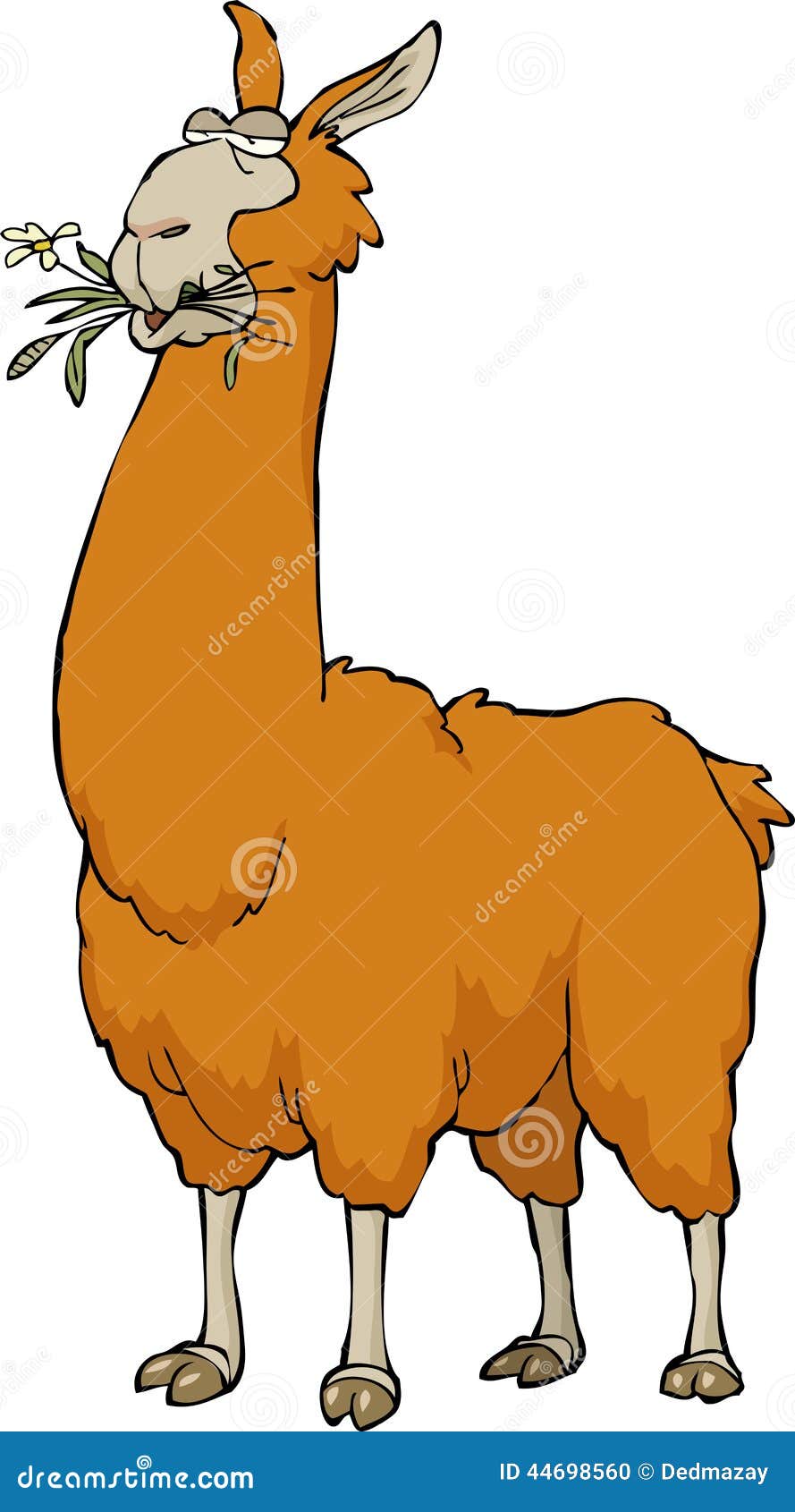 Llama chewing stock vector. Illustration of vector ...