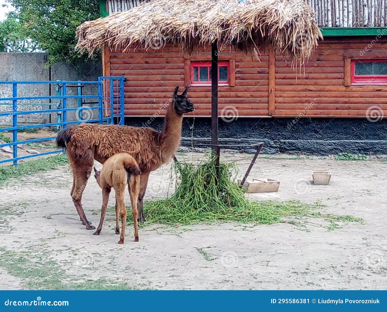 llama at cocora valley, quindio, colombia. south amercia animals.
