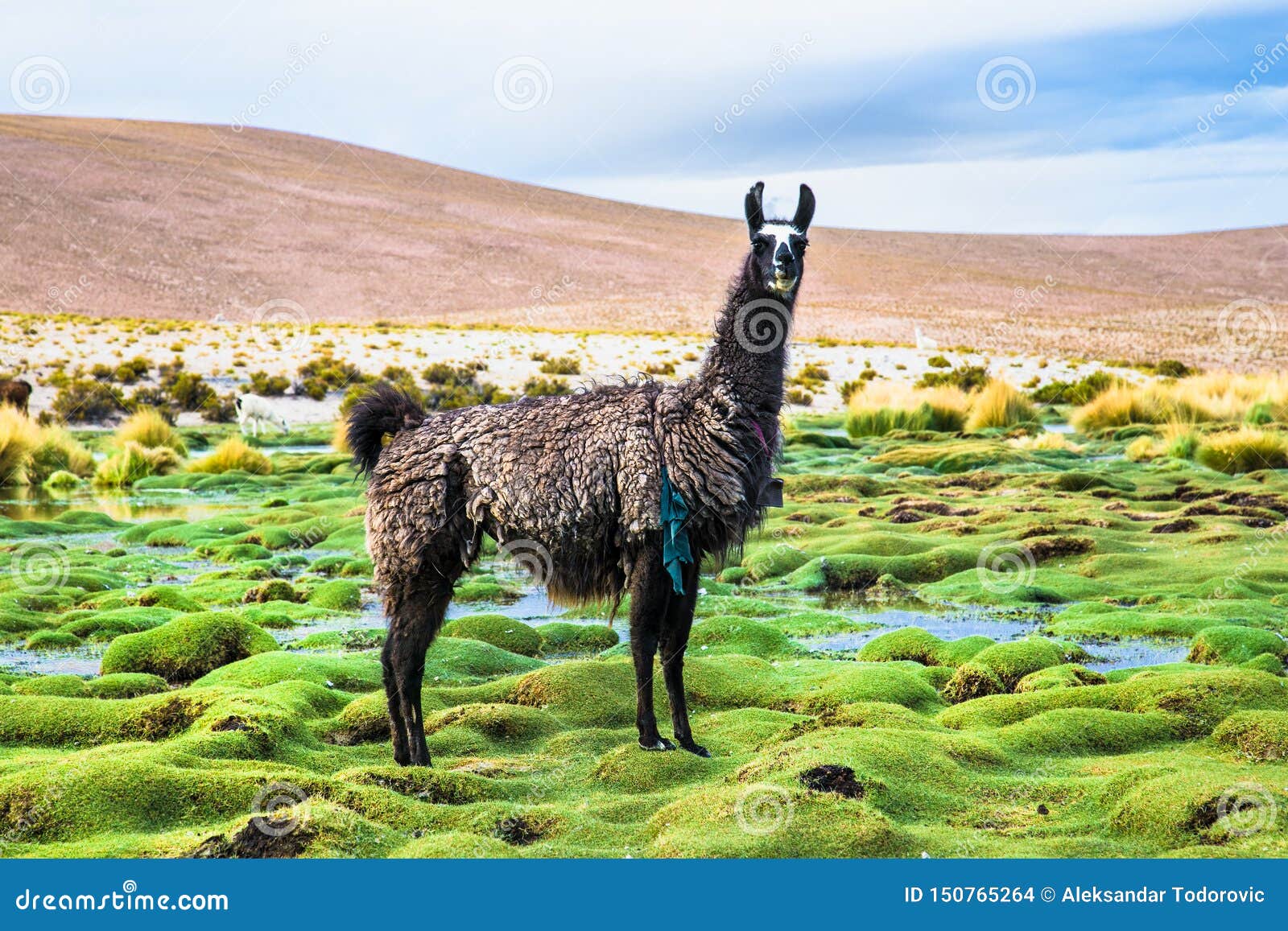 llama in eduardo avaroa national park , bolivia