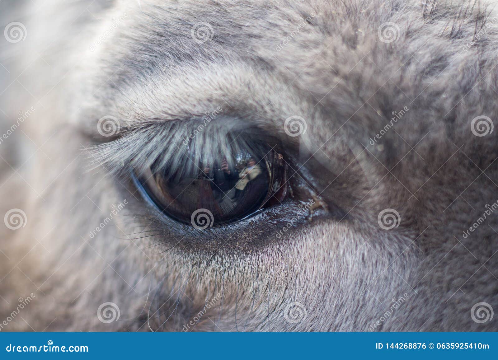 Llama eye close up stock photo. Image of looking, cute - 144268876