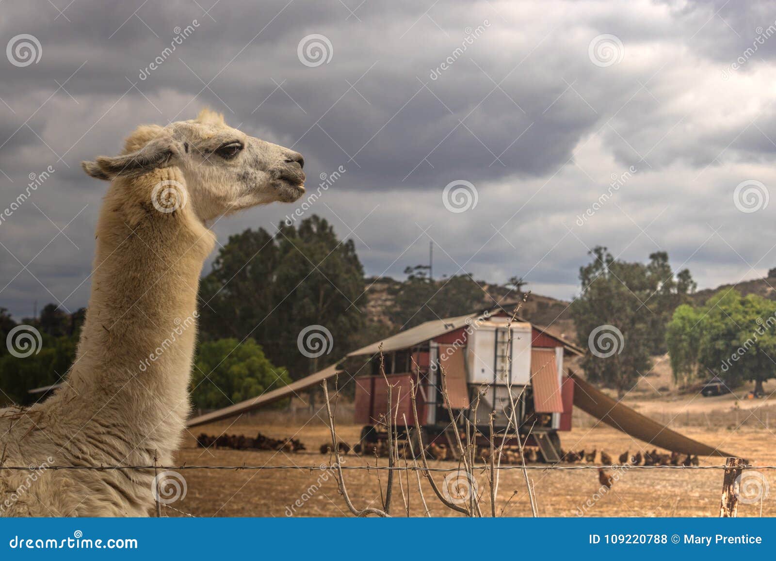 Llama Guarding Pastured Poultry on Chicken Egg Farm Stock Photo Image