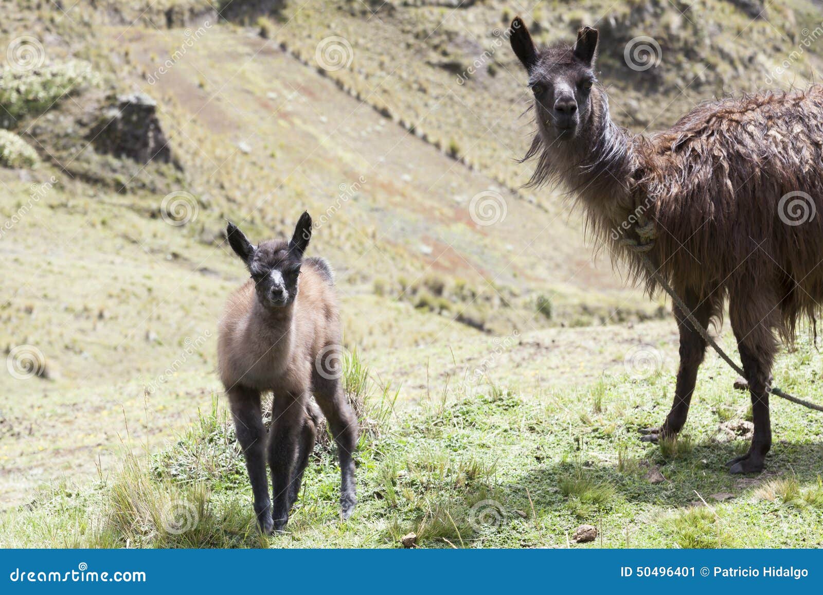 llama and her calf facing forward