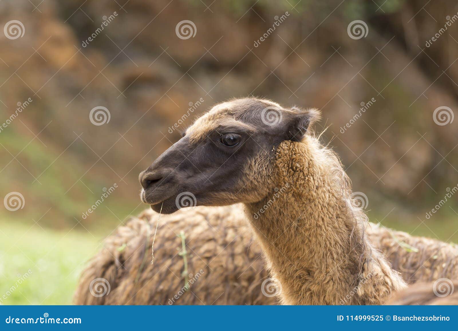 portrait of a llama head, animals of south america