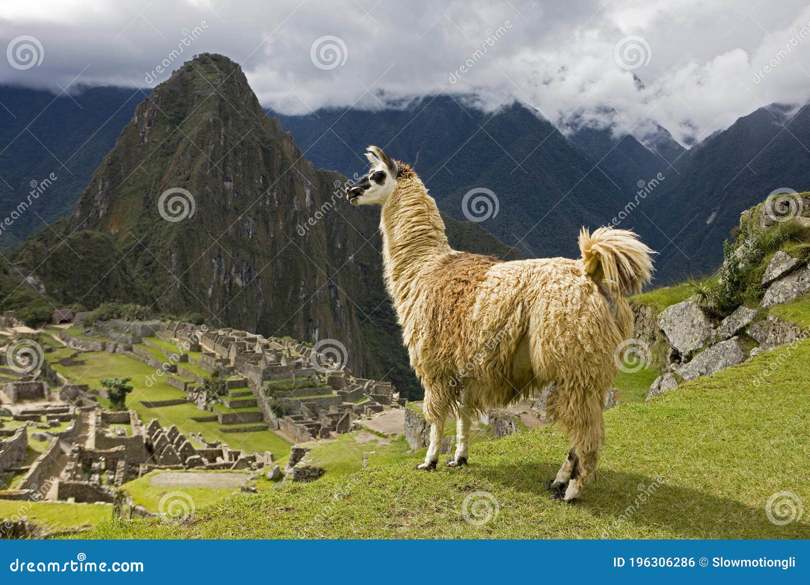 llama, lama glama, adult in the lost city of the incas, machu picchu in peru