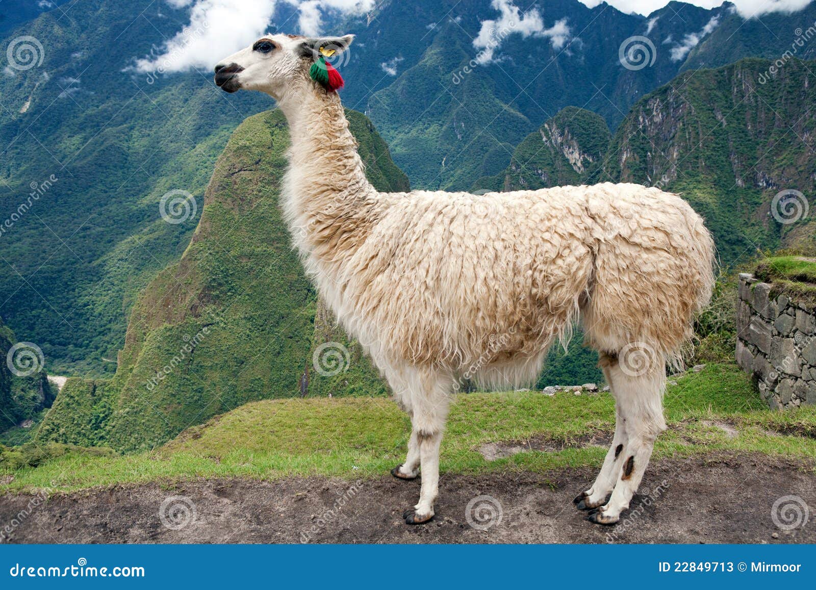 llama at lost city of machu picchu - peru