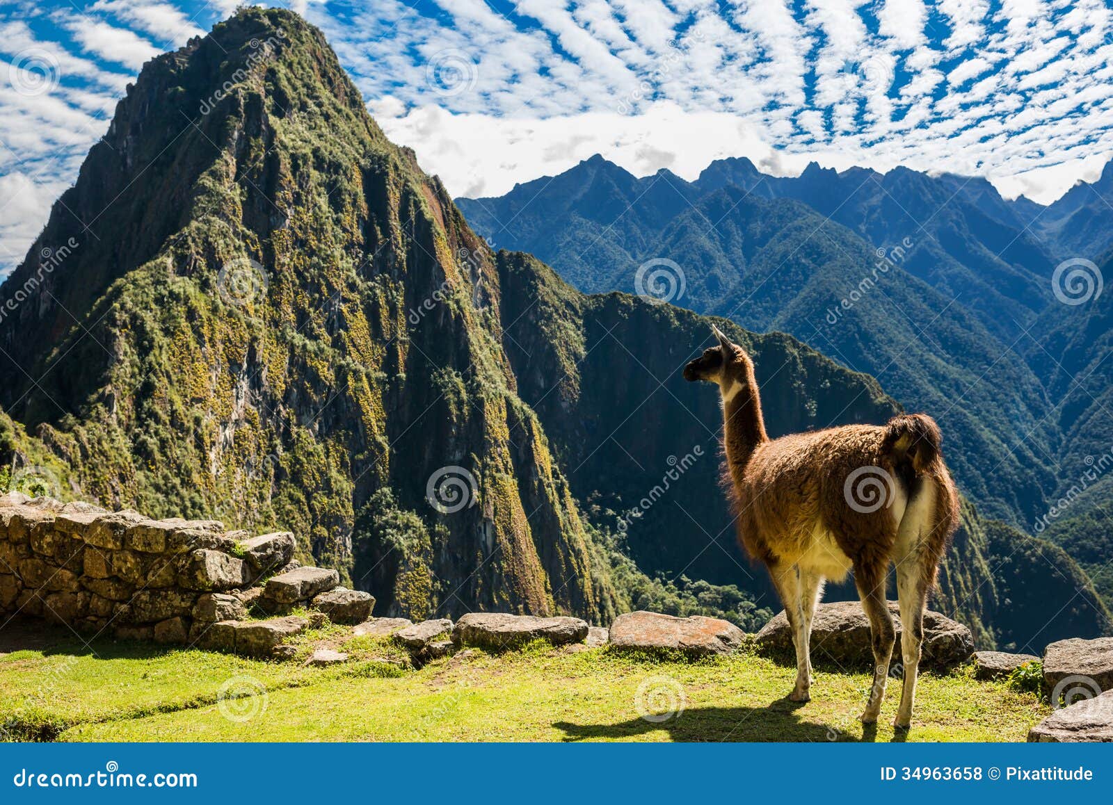 llama machu picchu ruins peruvian andes cuzco peru