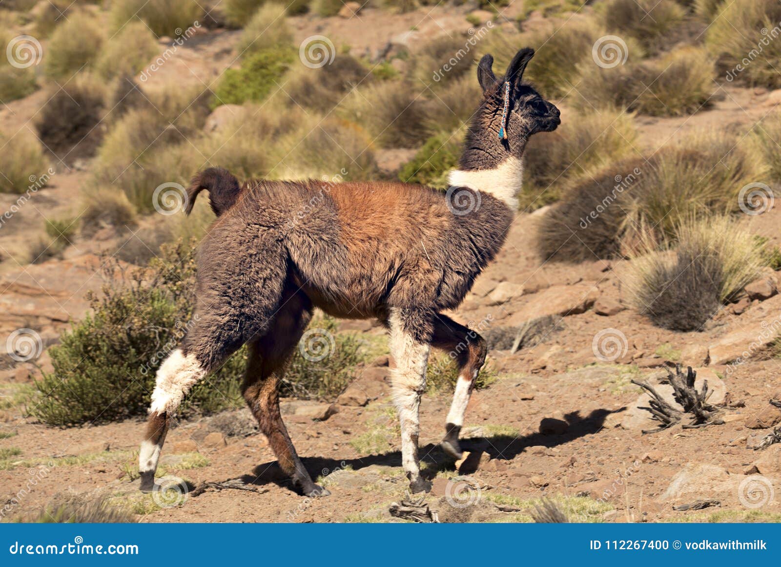 The Llama: National Animal of Bolivia Stock Photo - Image of latino,  tradition: 112267400
