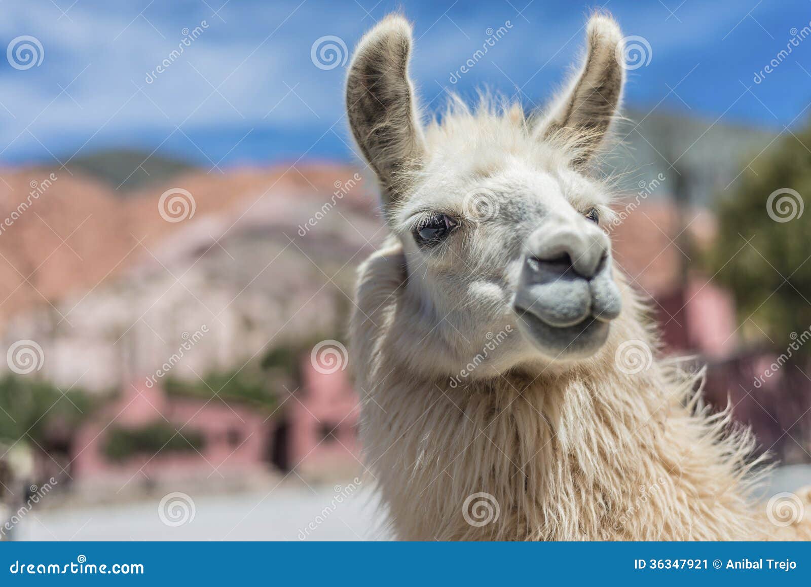 llama in purmamarca, jujuy, argentina.