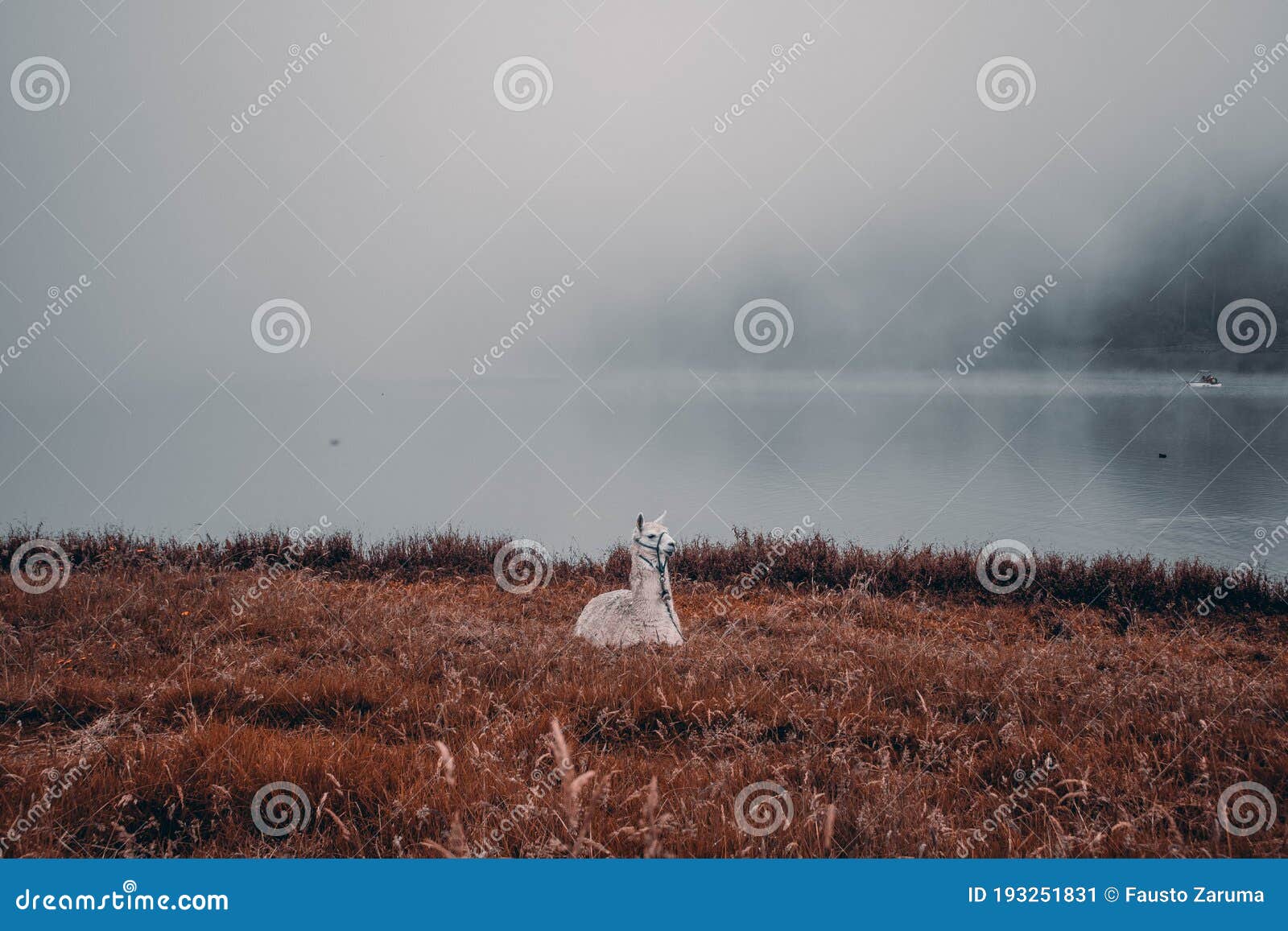 a llama resting at the edge of a lake in azuay