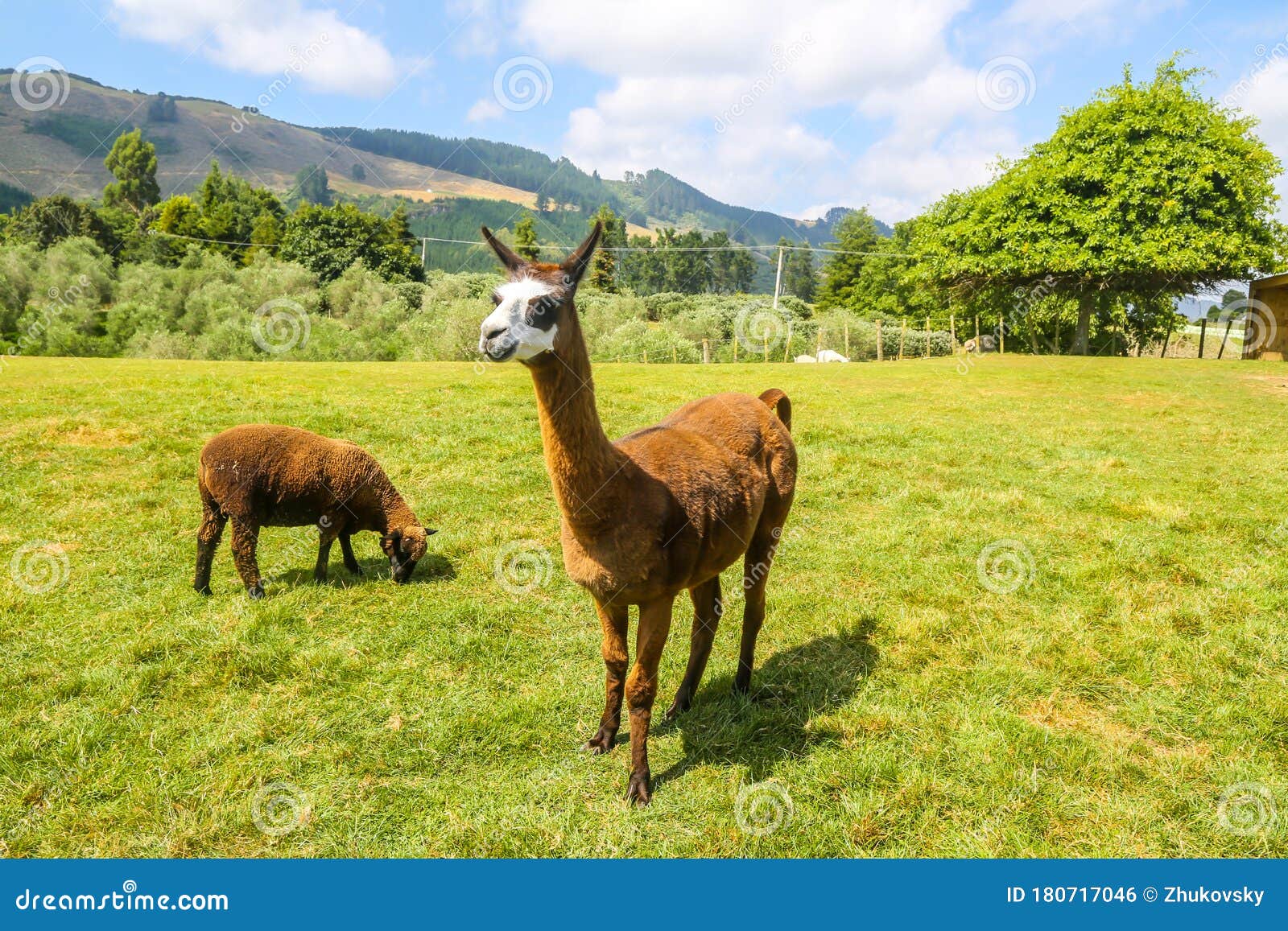 llama and sheep at the agrodome farm tour in rotorua