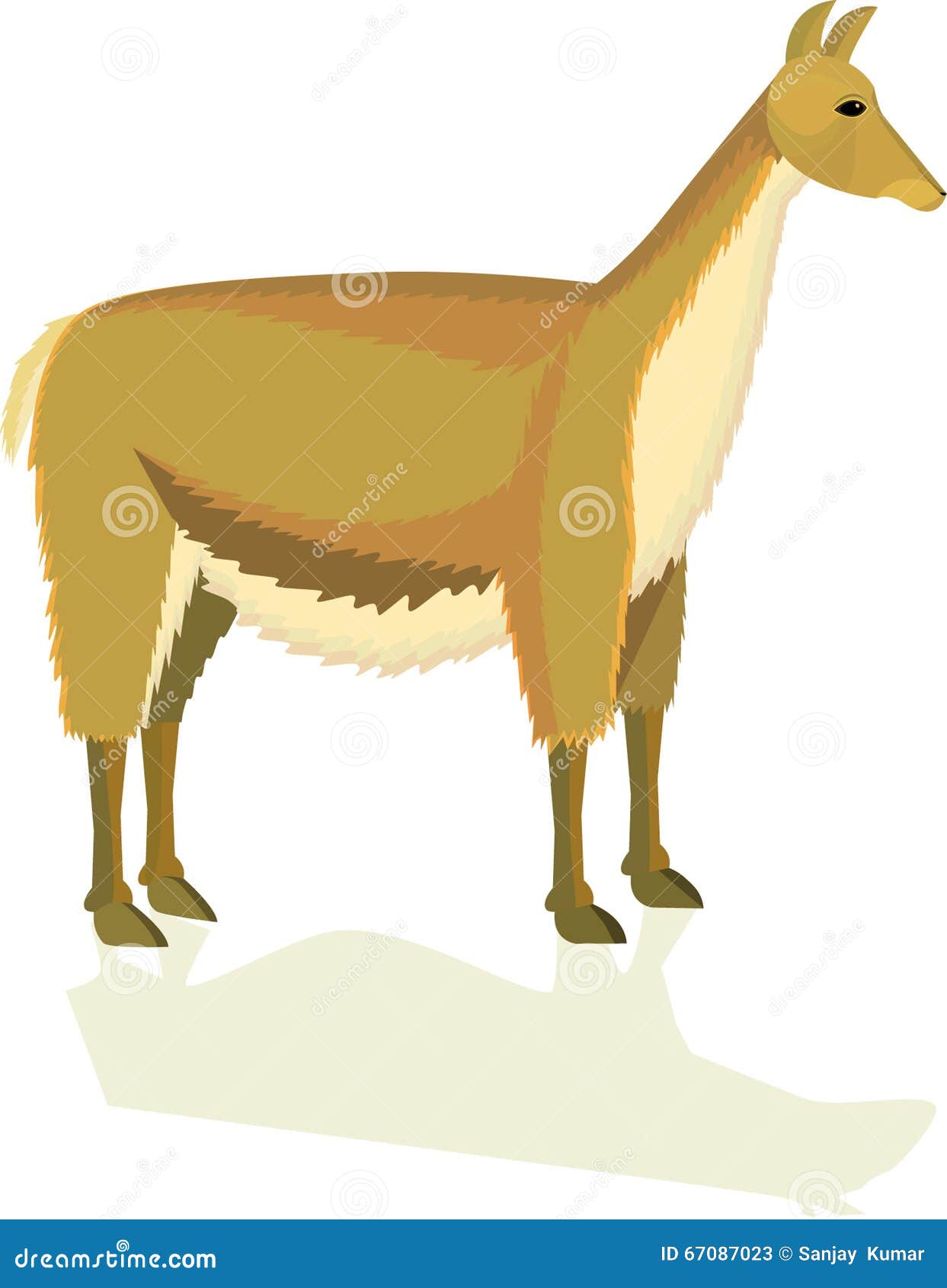 LLAMA stock vector. Illustration of nature, animals, brown - 67087023