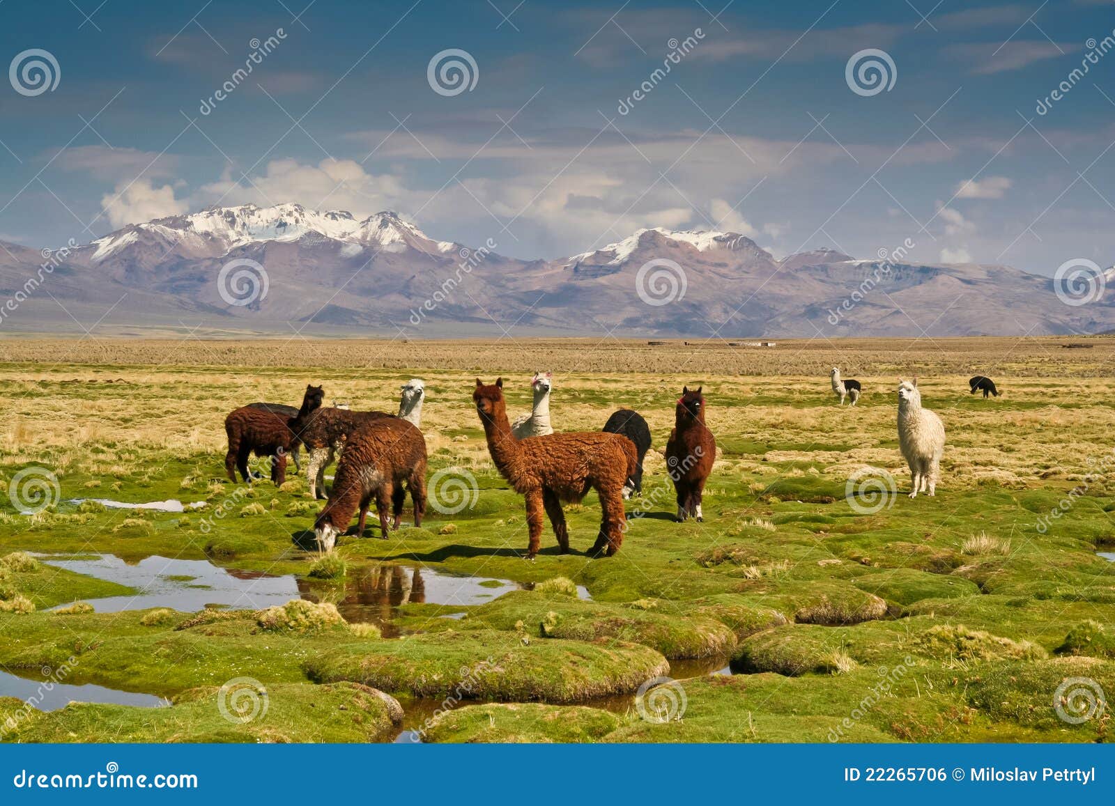 llamas on altiplano