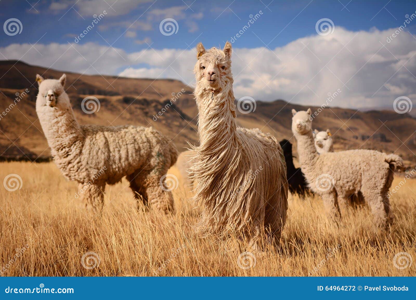 llamas in andes,mountains, peru