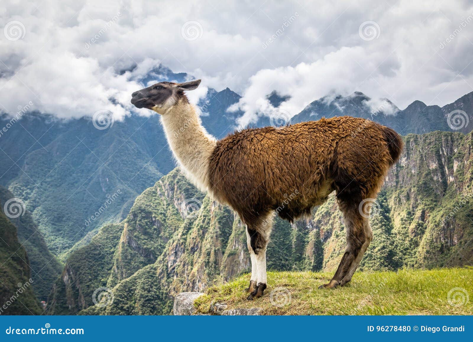 Machu Picchu Llama: The Inca Trail of the Sacred Llamas