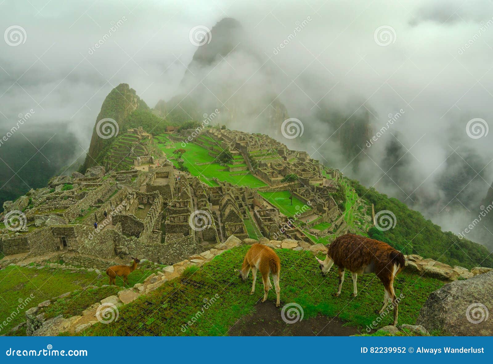 Download Llamas and Machu Picchu stock photo. Image of field ...