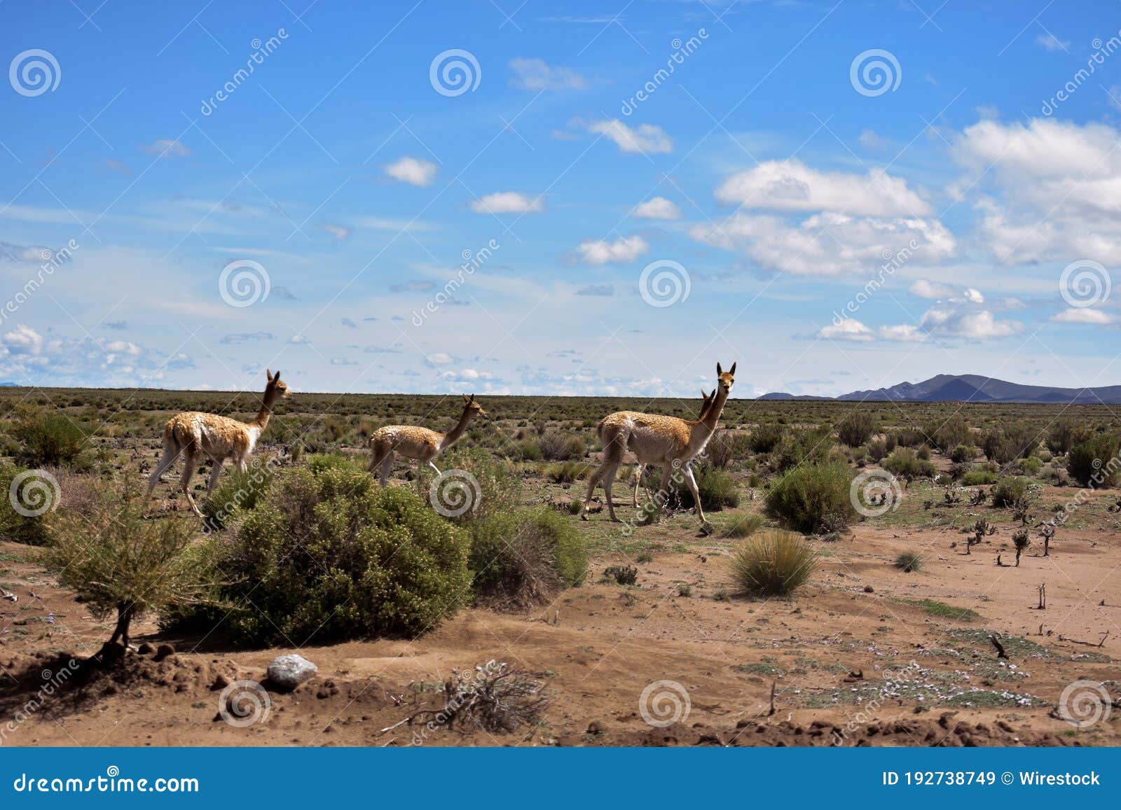 llamas y vicuÃÂ±as