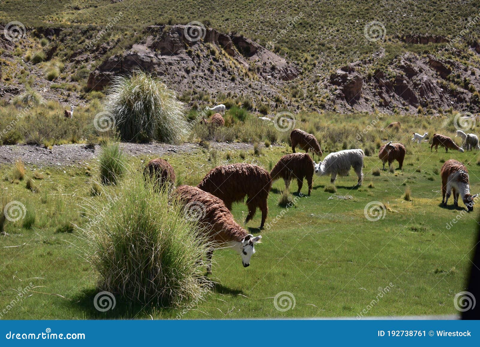 llamas y vicuÃÂ±as