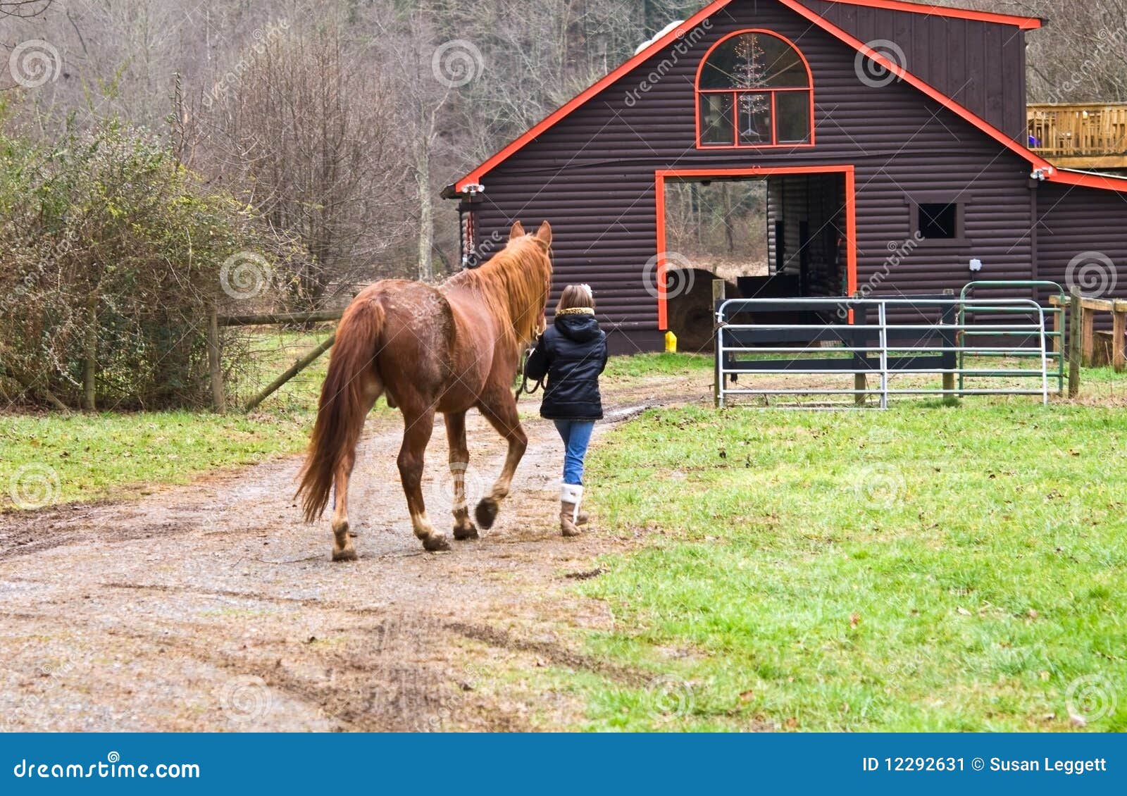 Llevar Un Caballo El Granero Imagen de archivo Imagen de tomar, juventud 12292631