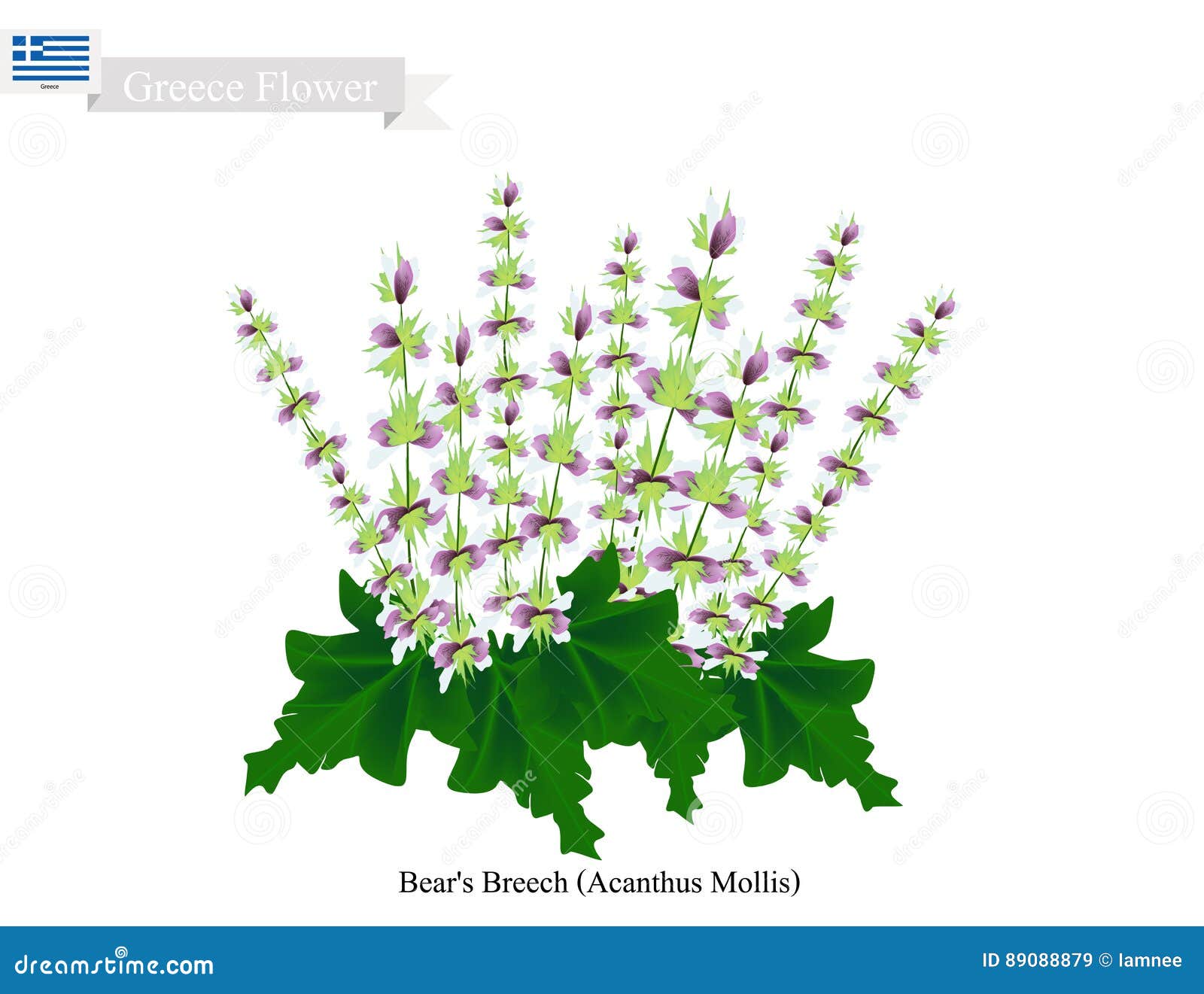 Lleve Las Flores Del Trasero Del ` S, Flor Nacional De Grecia Ilustración del Vector - Ilustración de muelle, acanto: 89088879 Lleve Las Flores Del Trasero Del ` S, Flor Nacional De Grecia Ilustración del Vector - Ilustración de muelle, acanto: 89088879