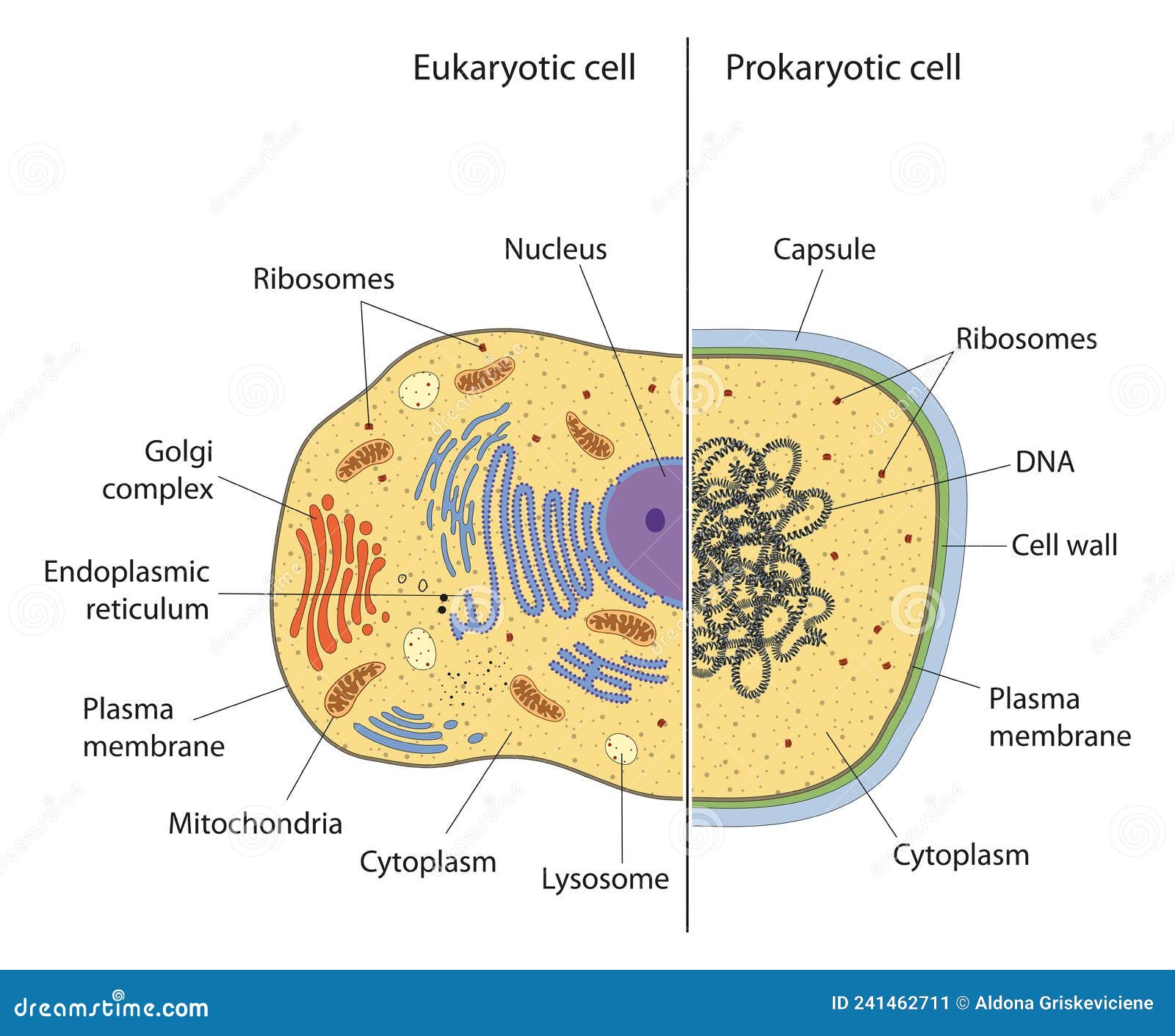 lllustration of eukaryotic and prokaryotic cell with text