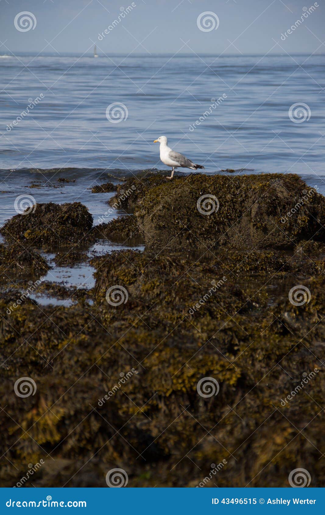 Lloyd Neck Beach stock image. Image of island, afternoon 43496515