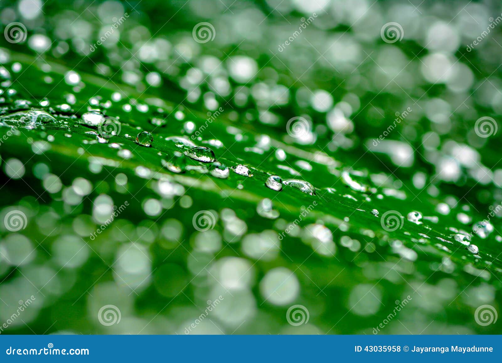 Llueva los descensos. Gotas de lluvia en una hoja