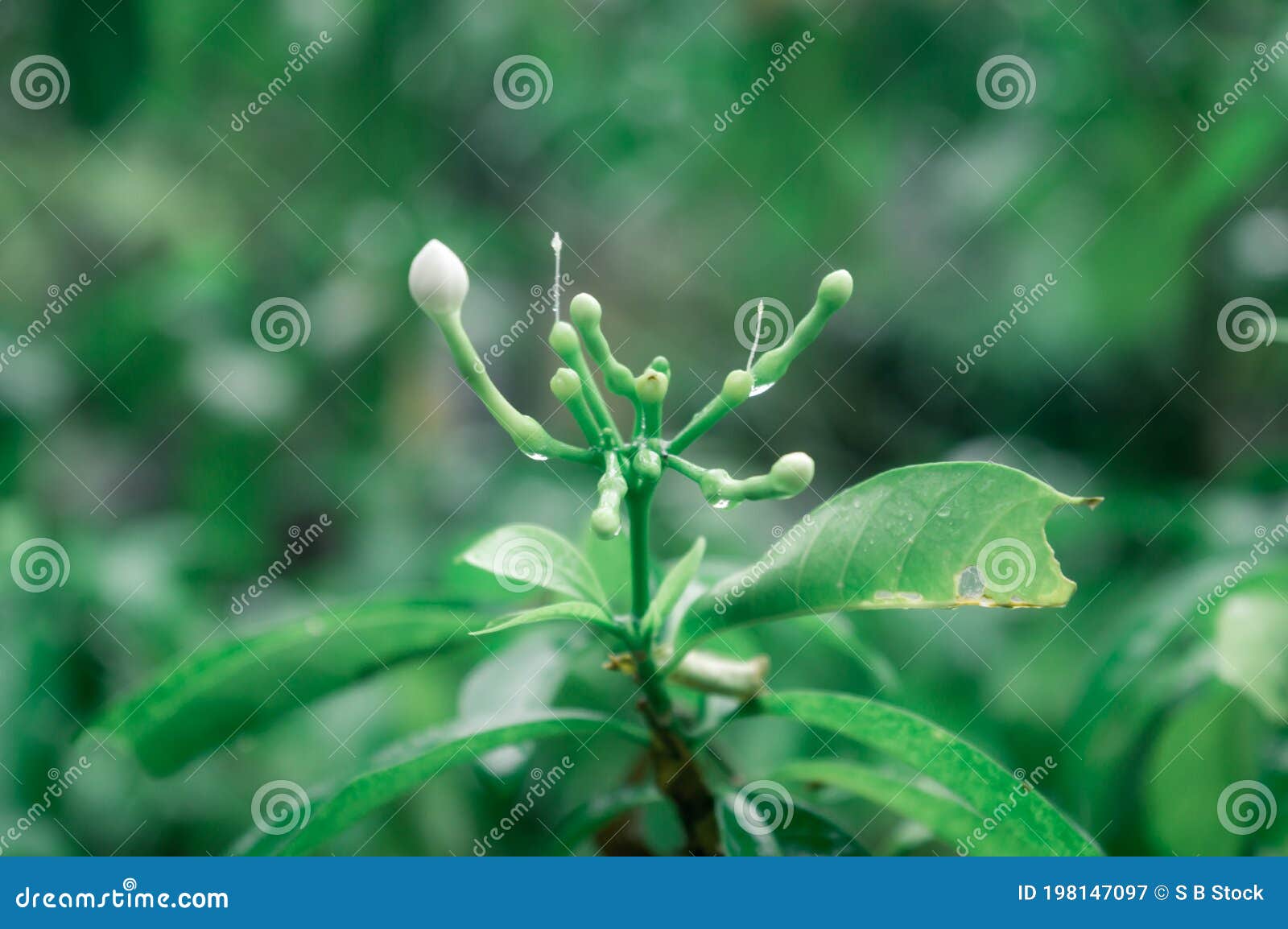 Lluvia Cayendo Sobre La Planta De Flores De Jazmín De Raza Blanca Foto De  La Reserva De Lluvias Del Monzón De Verano Fondo De La Imagen de archivo -  Imagen de fruta,