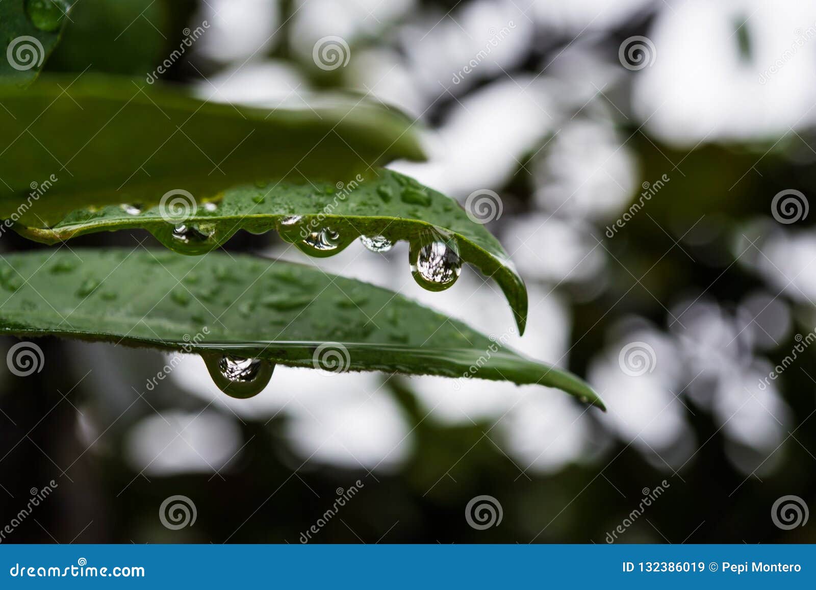 lo que la lluvia me dejÃÂ³