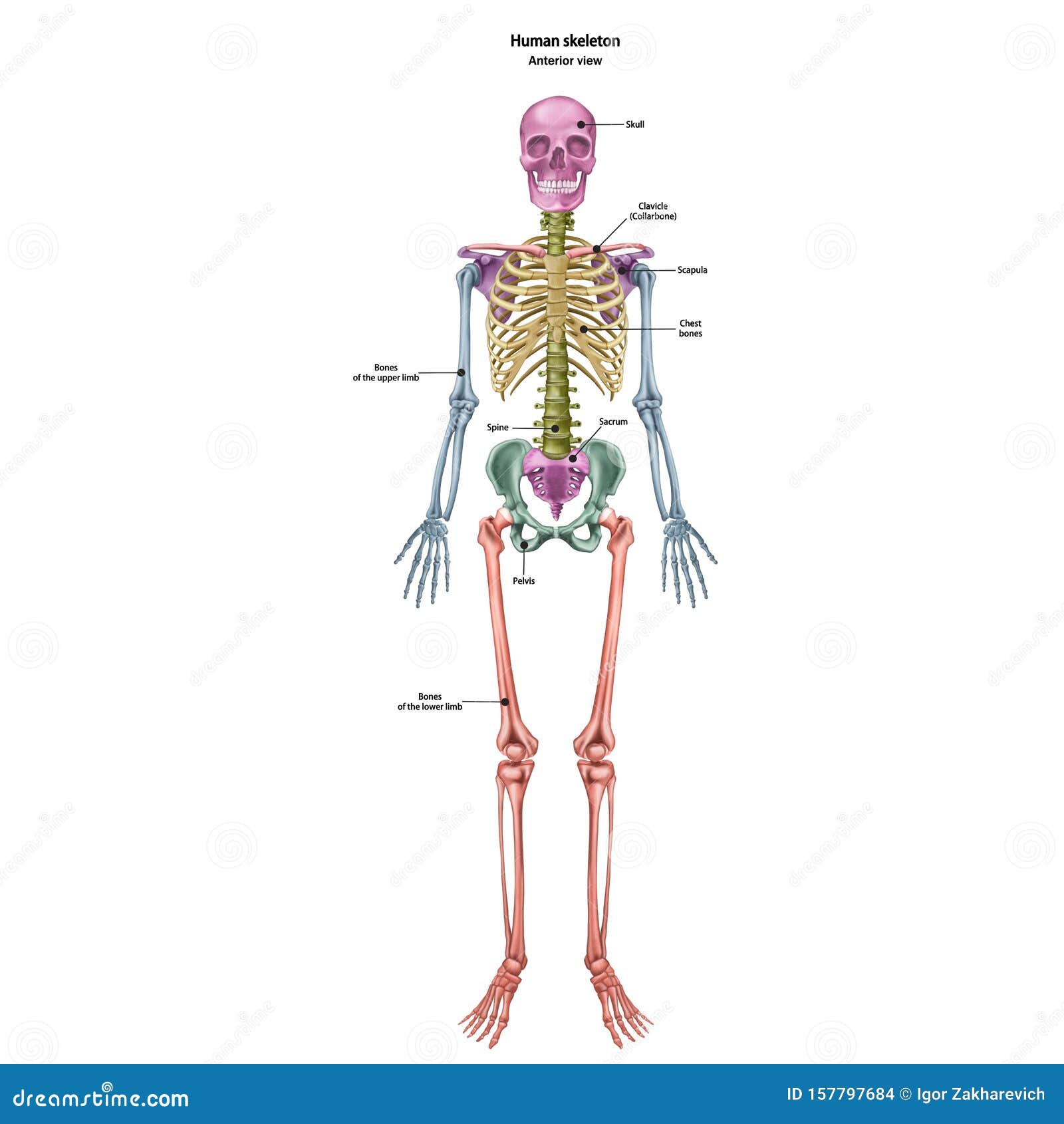 Scheletro Umano Anatomico, in Tre Posizioni Illustrazione