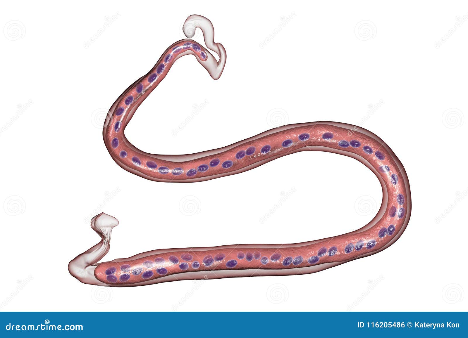 loa loa, a roundworm nematode, the causative agents of loa loa filariasis