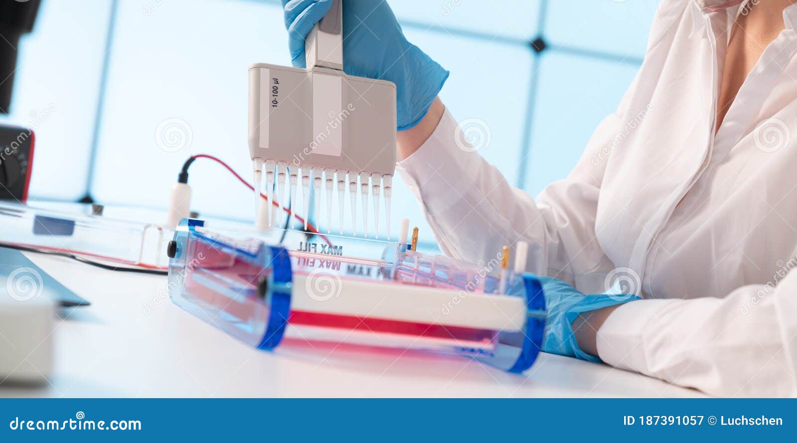 Loading Samples and Running an Agarose Gel for Electrophoresis, Gel