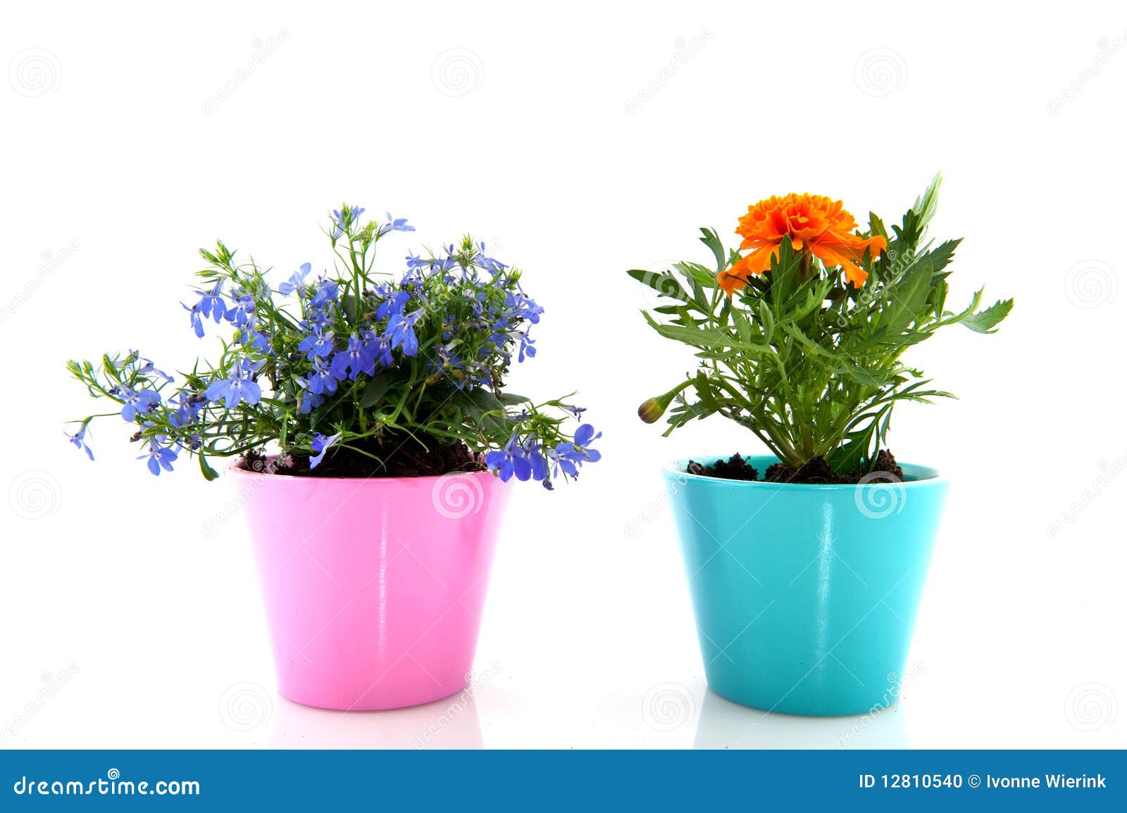 Lobelia azul y Tagetes anaranjado en crisoles de flor coloridos