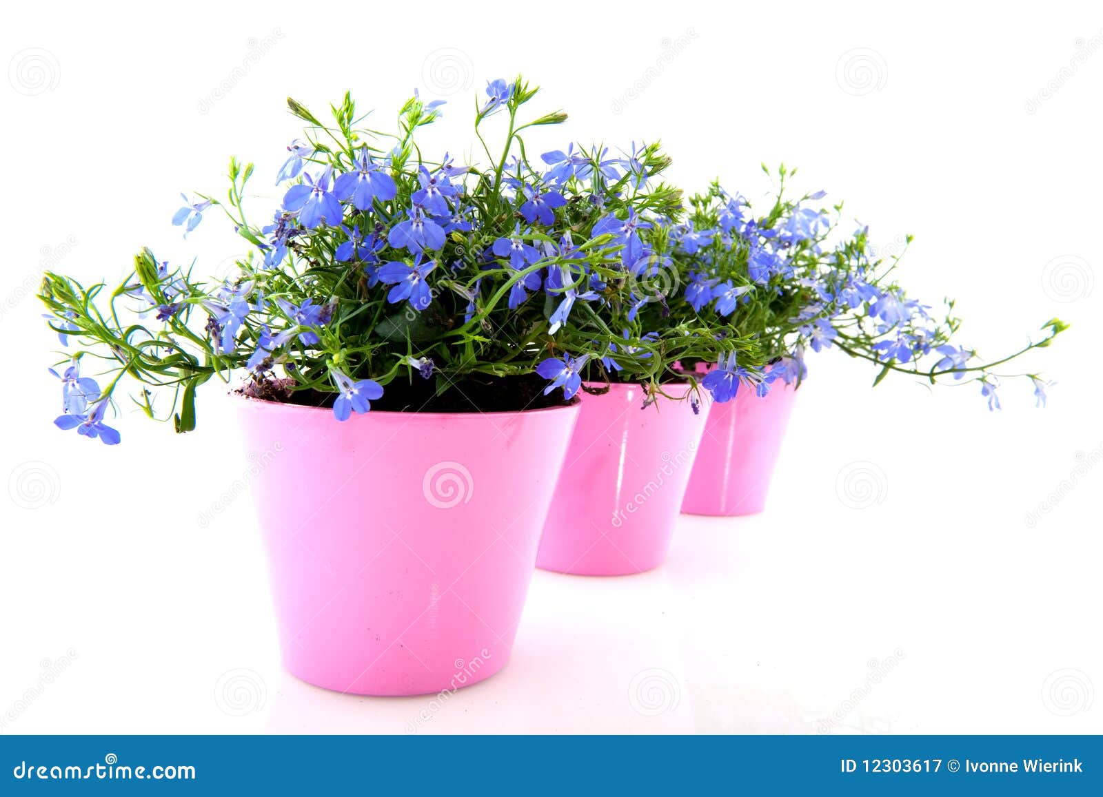 Lobelia bleu dans des bacs de fleur roses colorés