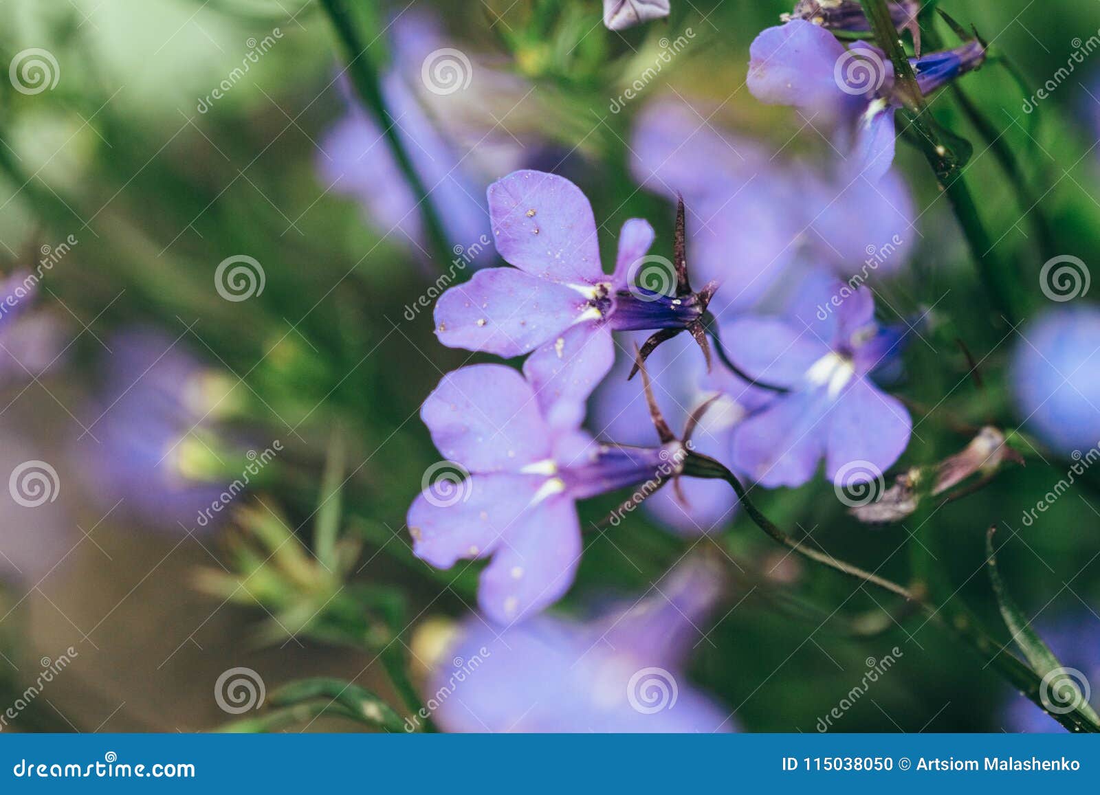 The Lobelia bud close-up stock photo. Image of closeup - 115038050