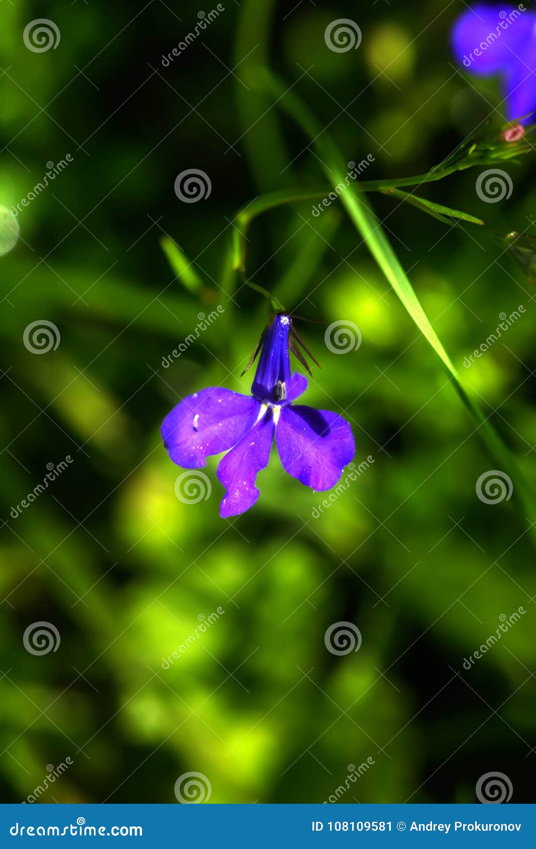 Lobelia. Cultivated Flower. Stock Image - Image of small, cultivated ...