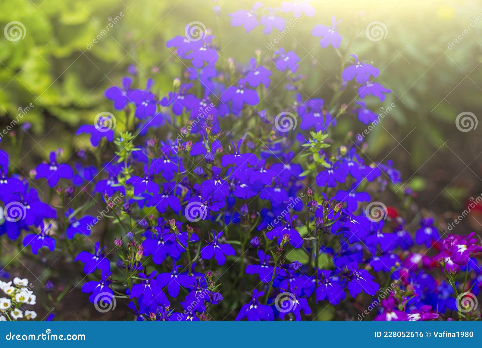 Lobelia Erinus Long-stemmed is Perennial Herb, Small Purple Flowers ...