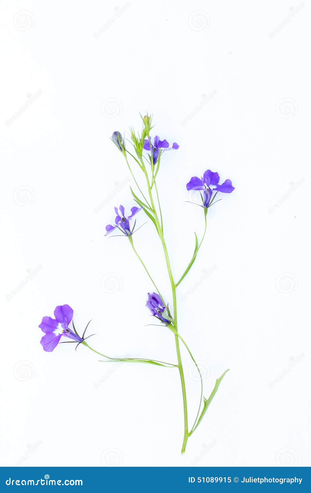 Lobelia flowers on white stock image. Image of floral - 51089915