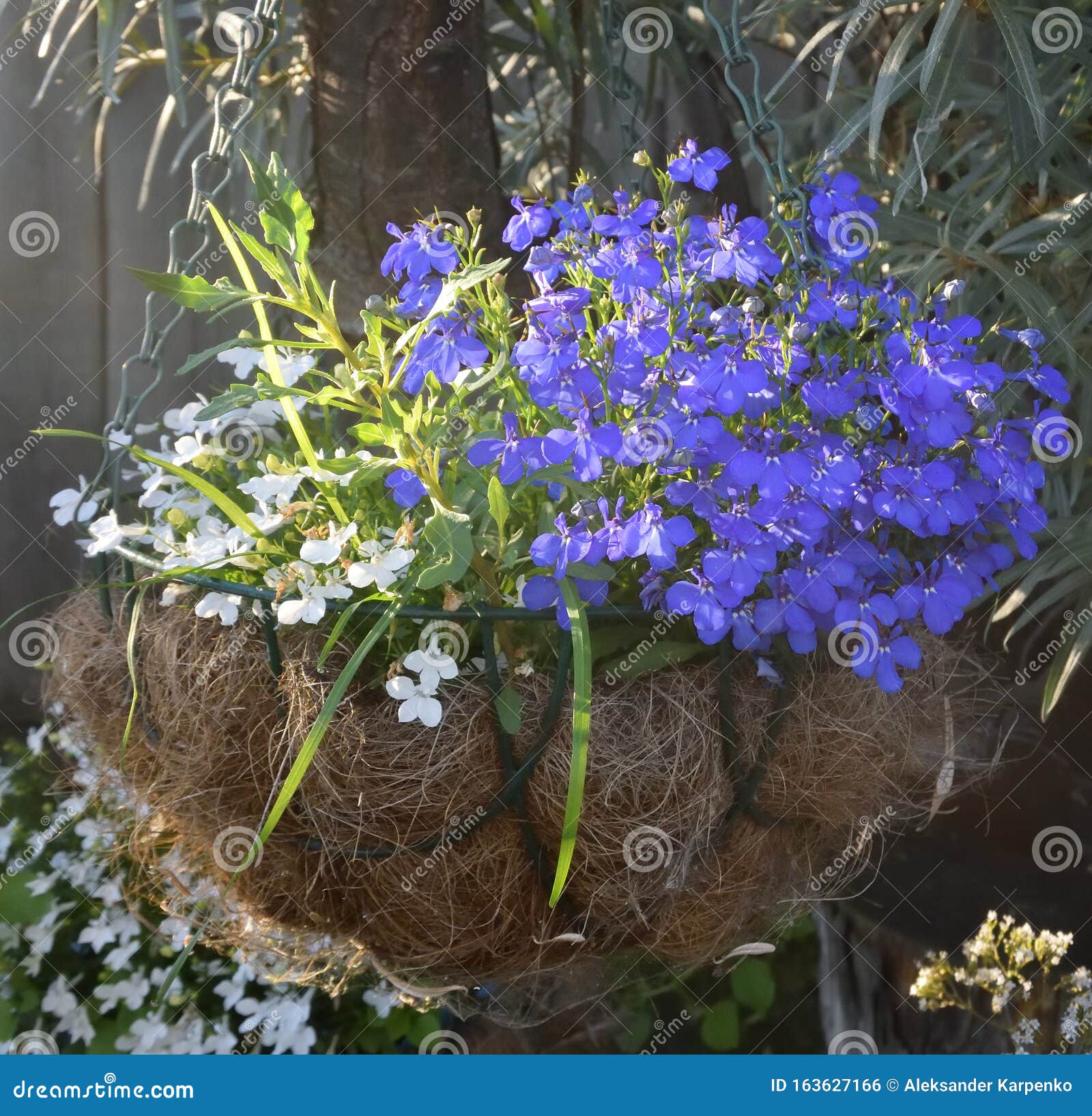 Lobelia stock photo. Image of plant, garden, flower - 163627166