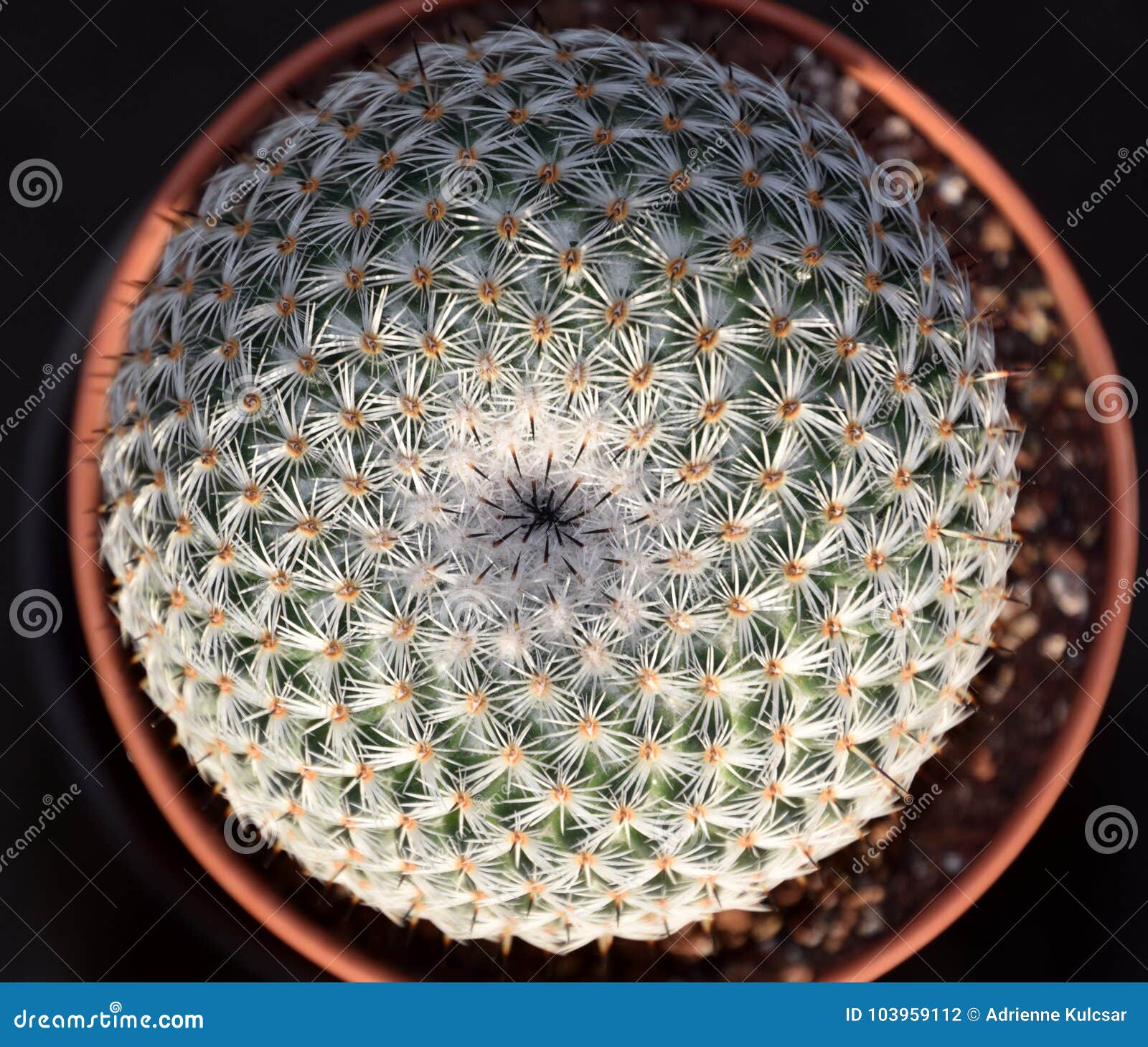 lobivia famatimensis globular cactus from above, against a black background