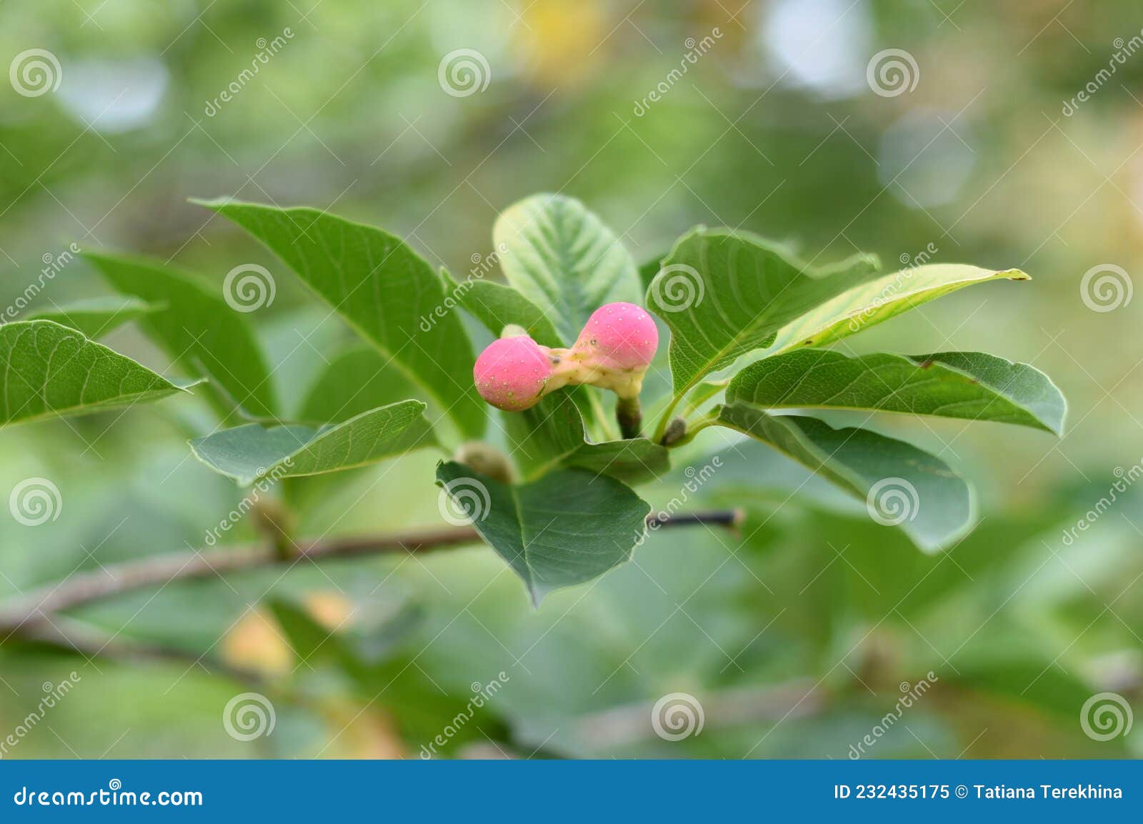 Lobner Magnolia Merrill Immature Fruit. without Flowers Stock Image