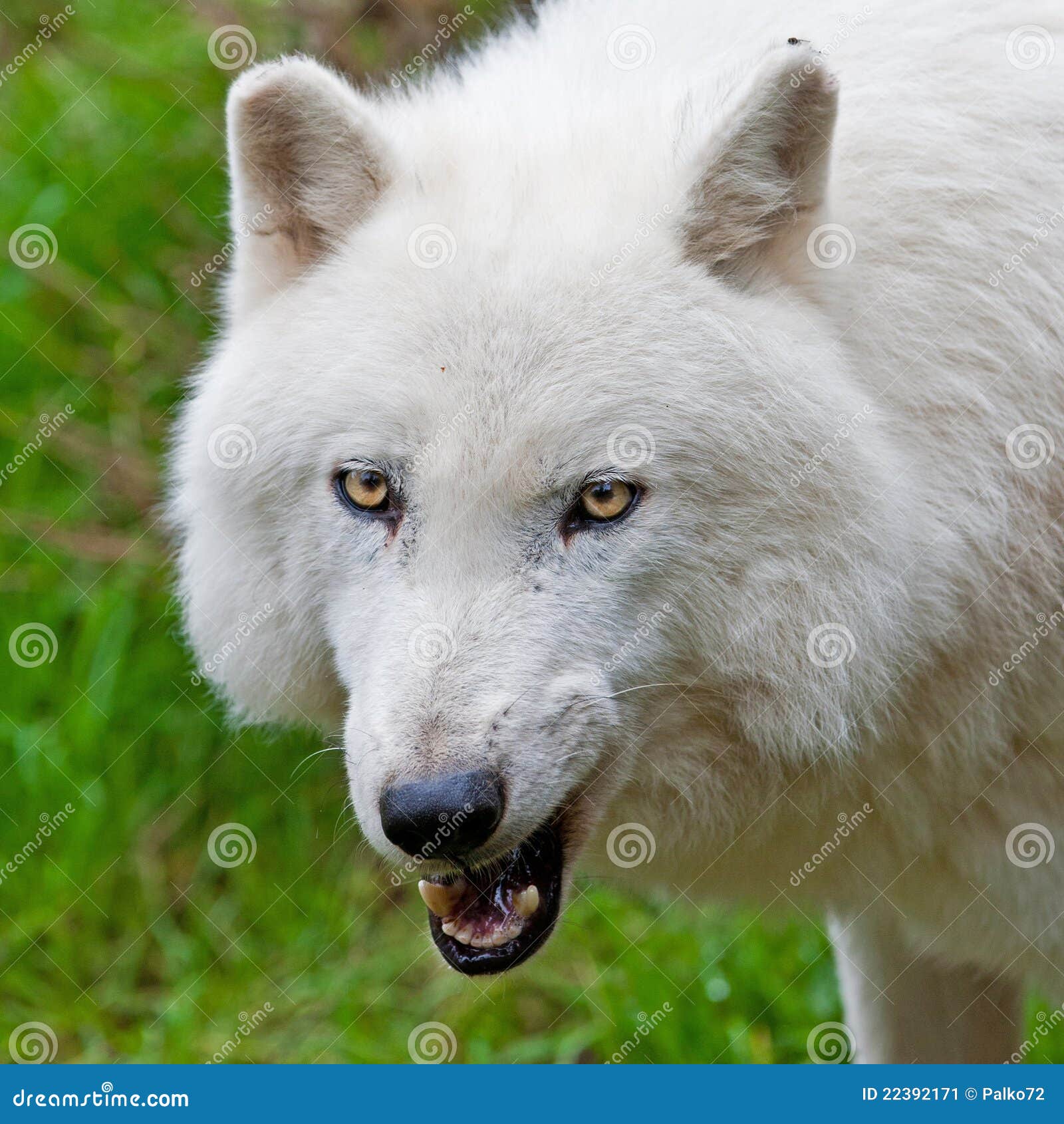 Lobo ártico adulto grande imagen de archivo. Imagen de exterior - 22392171