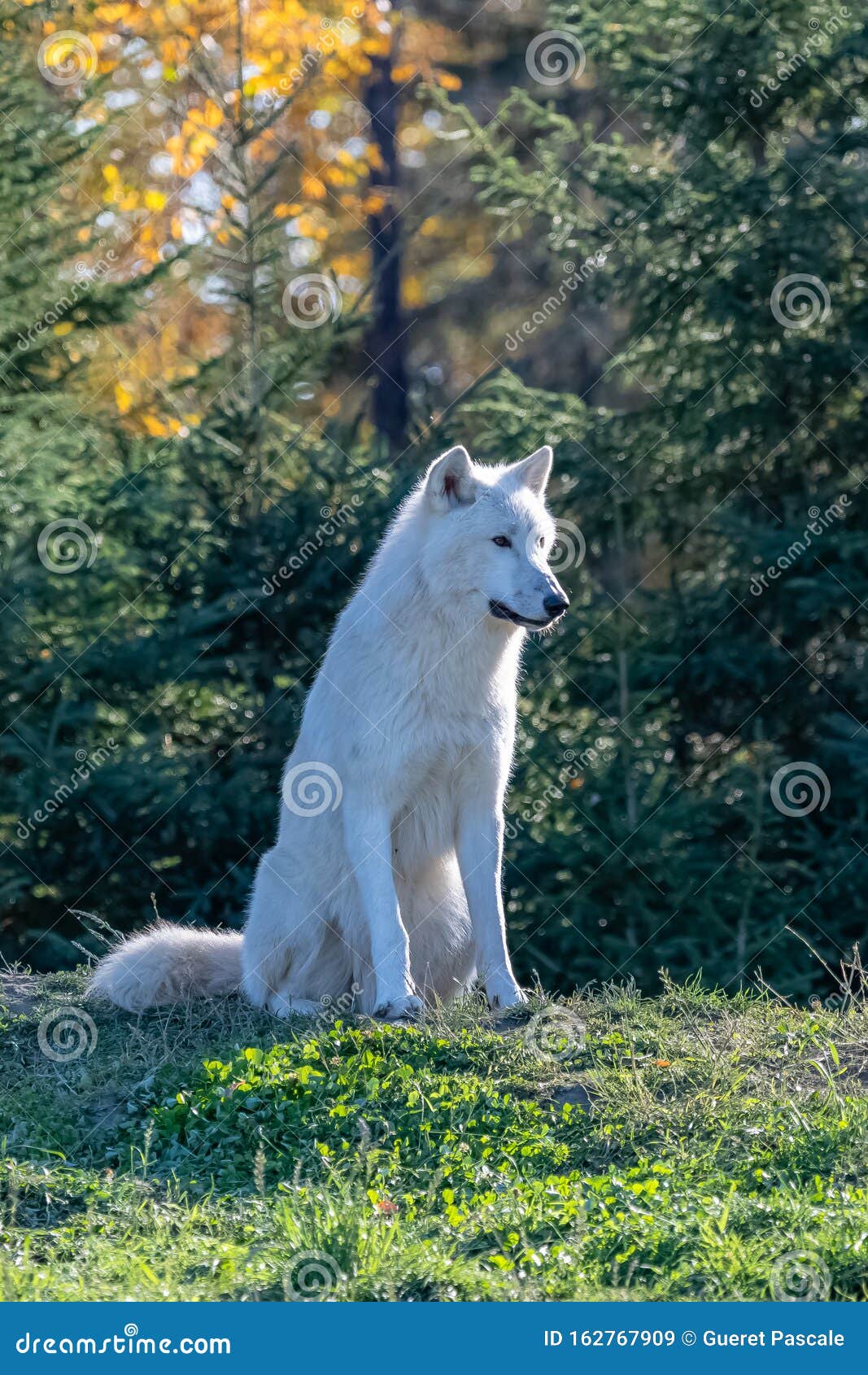 crecimiento Entretenimiento étnico Lobo ártico, lobo blanco imagen de archivo. Imagen de aislado - 162767909