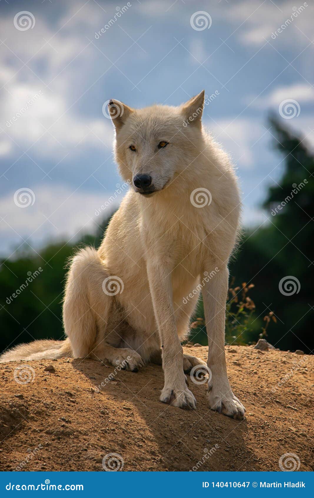 Lobo ártico, Mamífero, Postrait, Perro de archivo Imagen de perro, mascota: 140410647