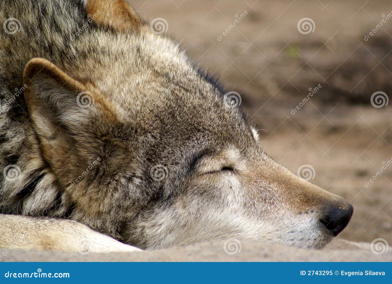 Retrato del lobo el dormir