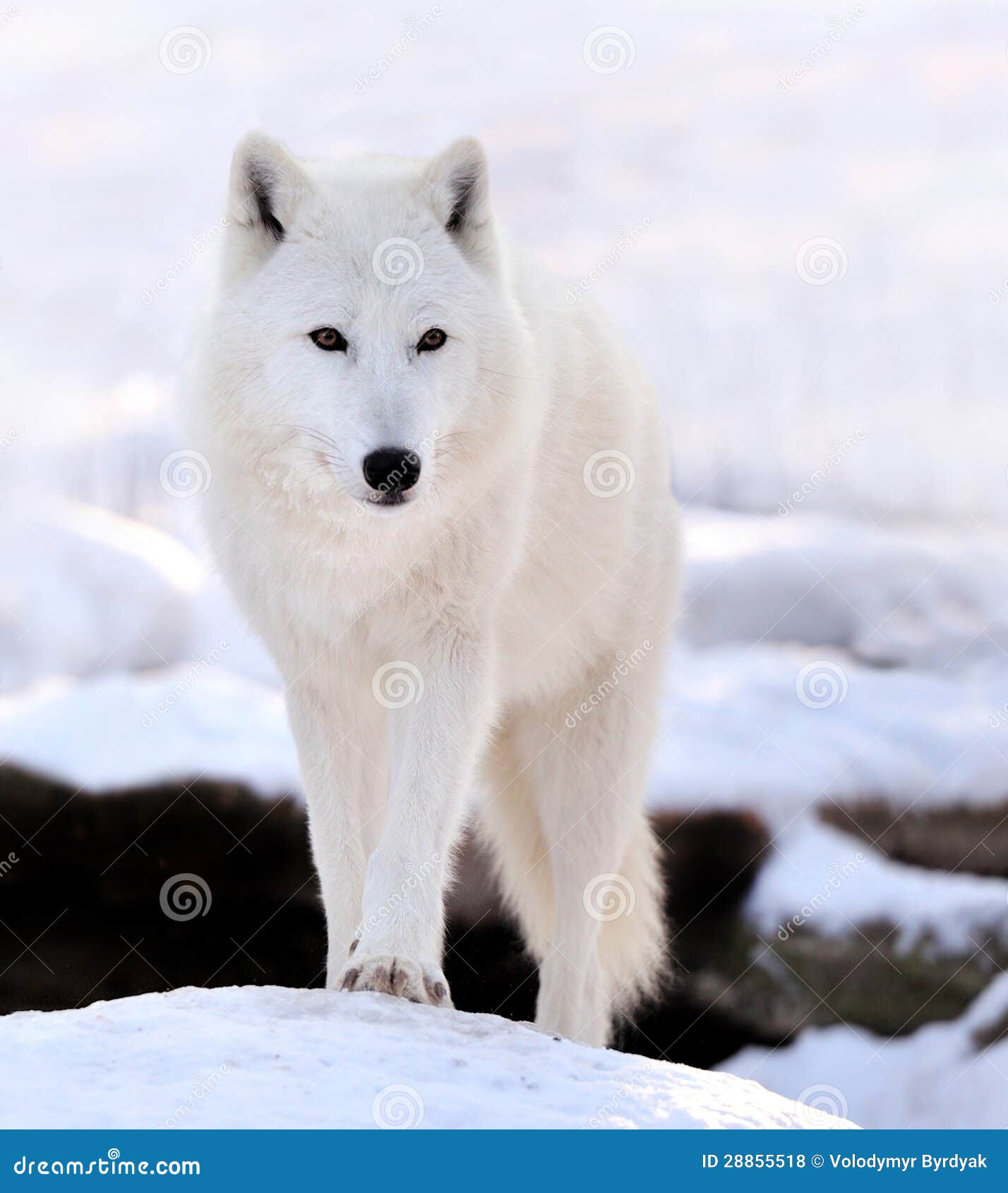 Lobo blanco salvaje hermoso en invierno